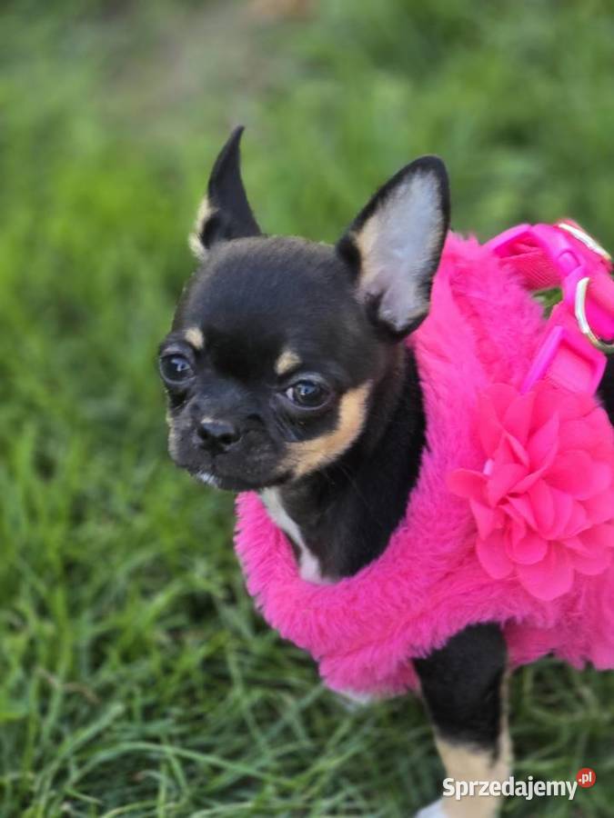 Chihuahua Czarna podpalana śląskie Bielsko-Biała