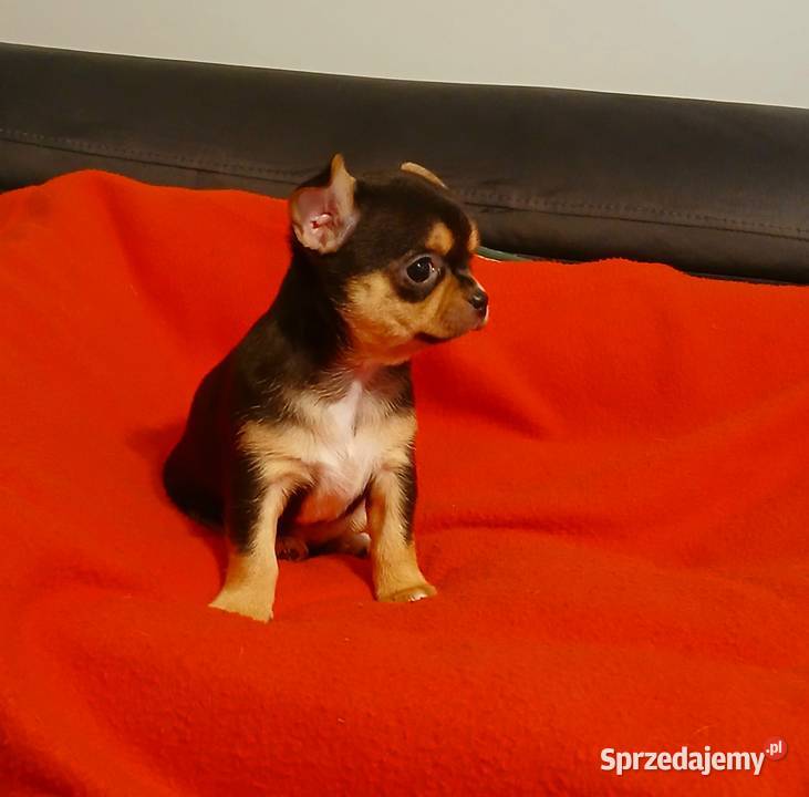 Suczka chihuahua mini Płock