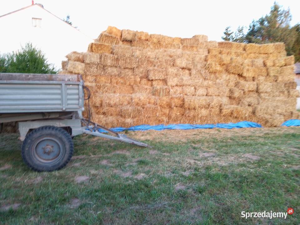 SłomaCiuki kostka duża ilość 3000 Rolnictwo Bodzentyn sprzedam