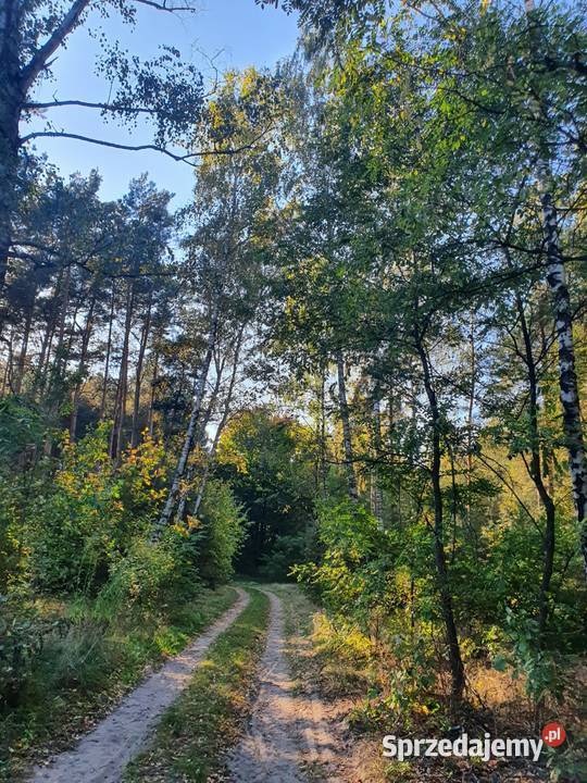 Działka leśna 5600m 90 Warszawy Kostrzyn