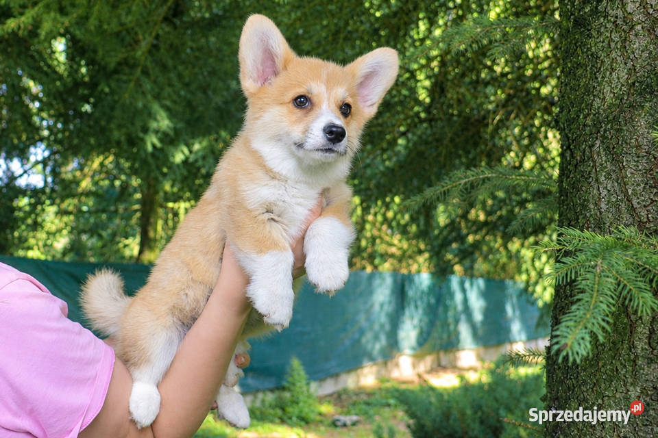 Welsh Corgi Pembroke Chłopak Pozostałe Kraków