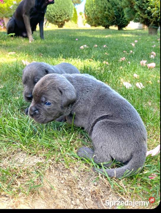 Cane corso błękitne
