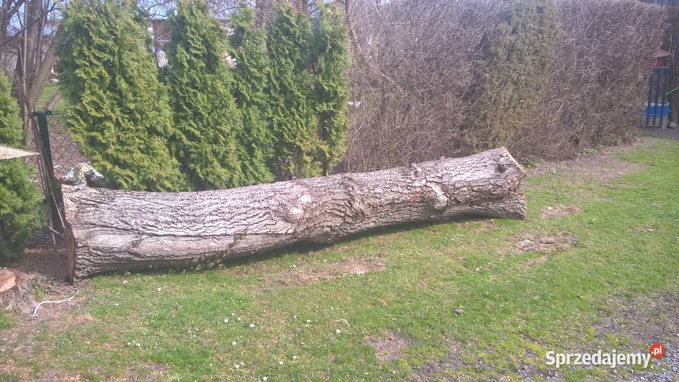 drzewo orzech włoski Tarnogród sprzedam