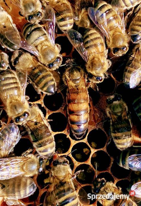 Buckfast HYG matki pszczele unasienione odkłady Pszczelarstwo małopolskie Rajbrot sprzedam
