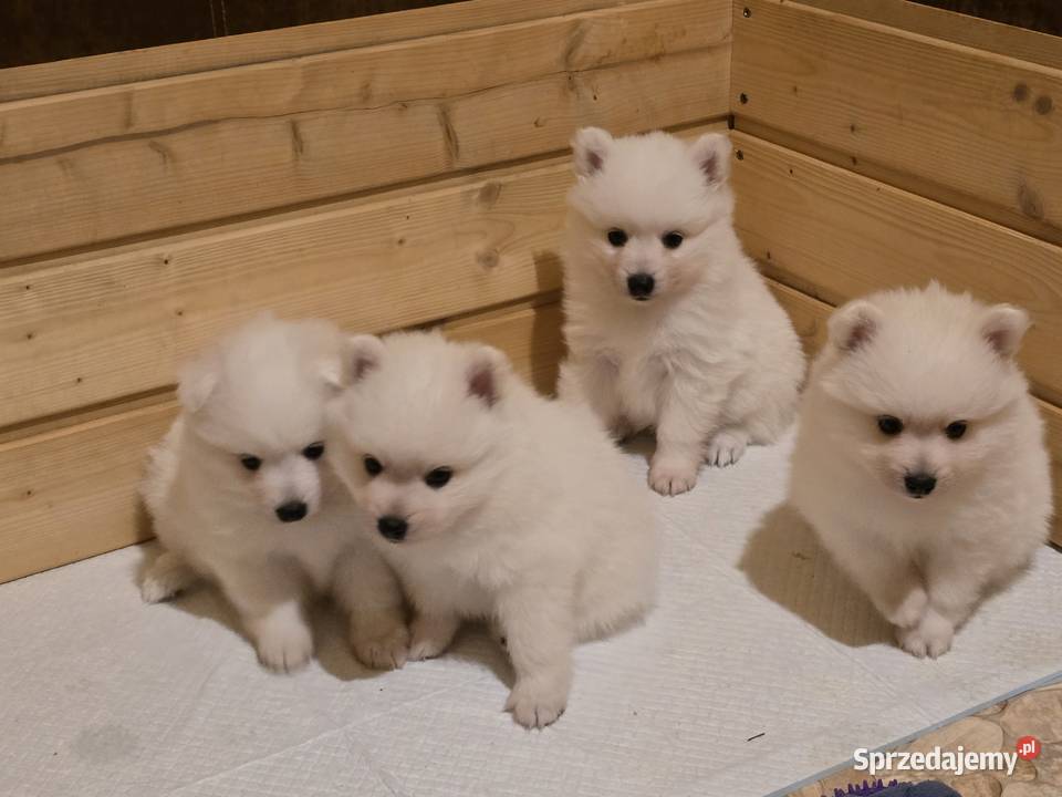 Szpic japoński Maszewo sprzedam