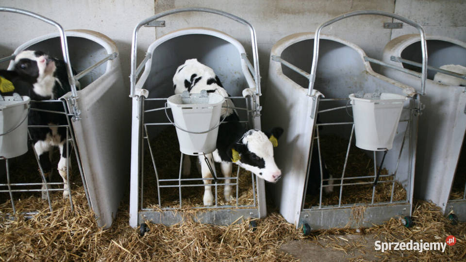 Domek cieląt pojedynczy CalfOTel Open Top