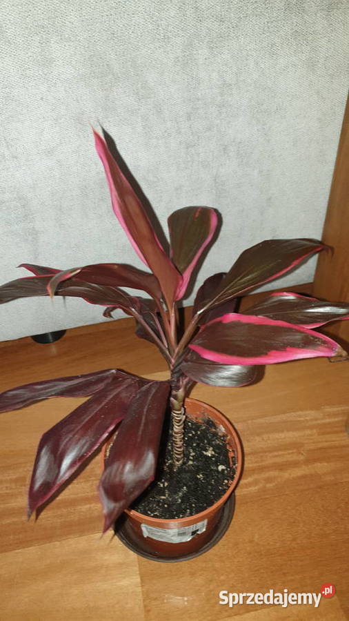 Kordylina pięknie wybarwiona mazowieckie sprzedam