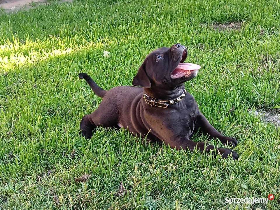 PitBull Red Nose Psy sprzedam