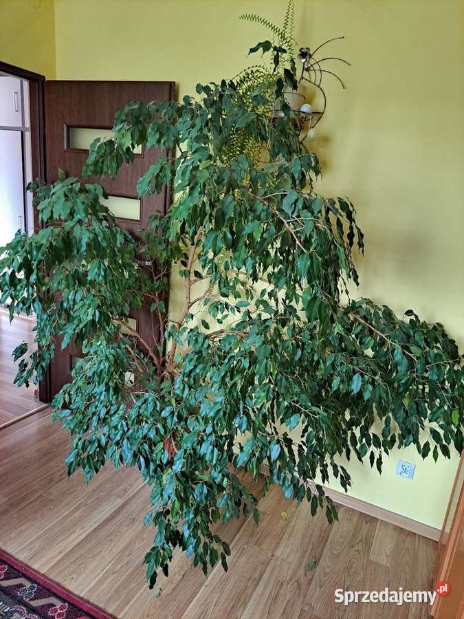 Fikus beniamin świętokrzyskie Czajków