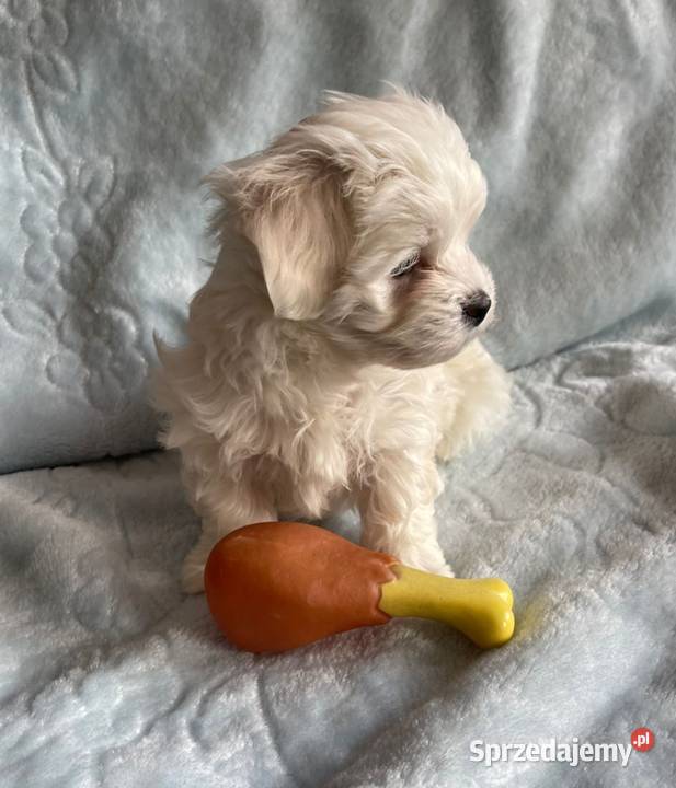 Maltańczyk z rodowodem Maltańczyk