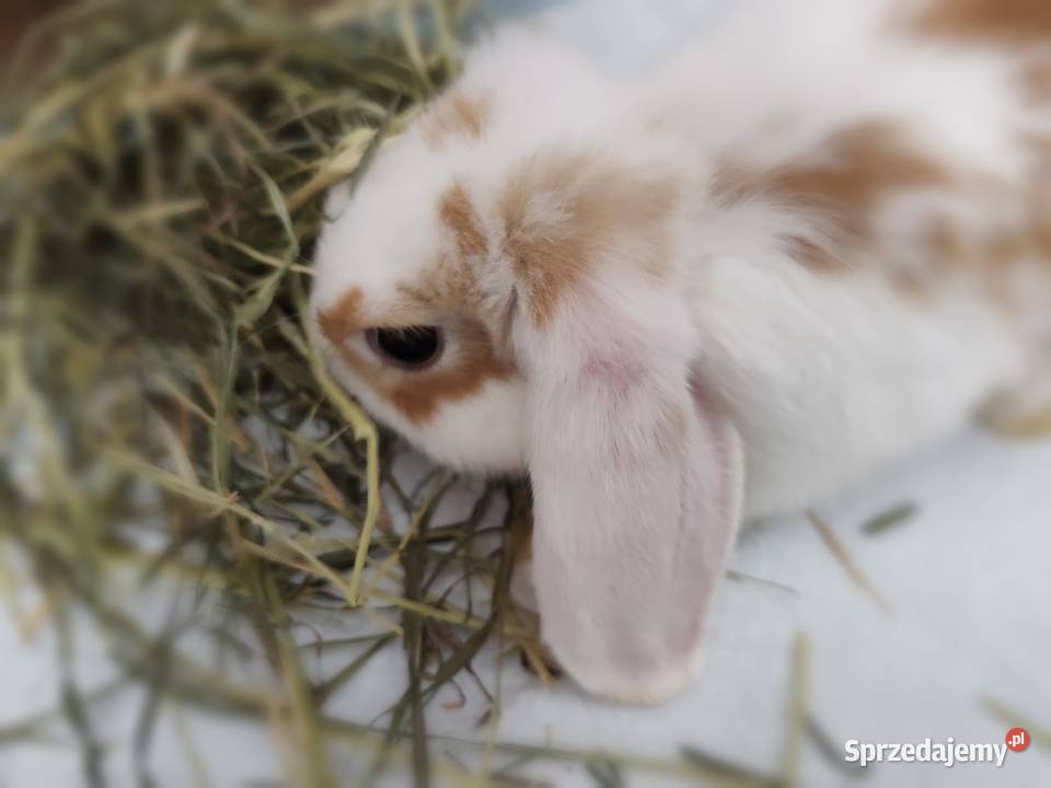 Królik miniaturka mini lop Gryzonie Ostrowiec Świętokrzyski