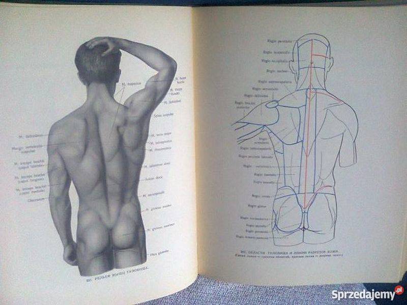 ATLAS ANATOMII CZŁOWIEKA TOM IIII SINIELNIKOW RD Zielona Góra