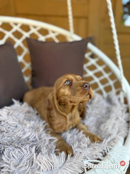 Wyjątkowy Piesek Cocker Spaniel Angielski złoty Warszawa