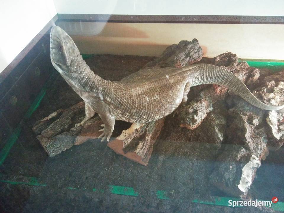 Waran stepowy kujawsko-pomorskie Bydgoszcz