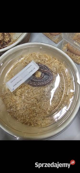 Waz zbozowy odmiany kolorystyczne mlode