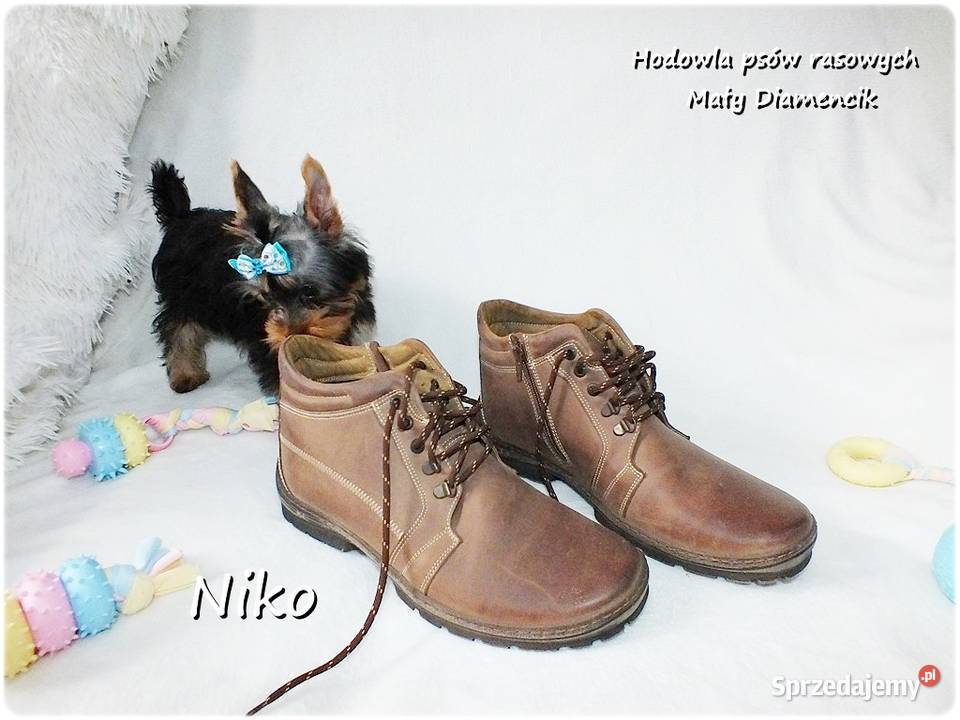 Yorkshire Terrier Malutki Mini Piesek NIKO z lubuskie Żary