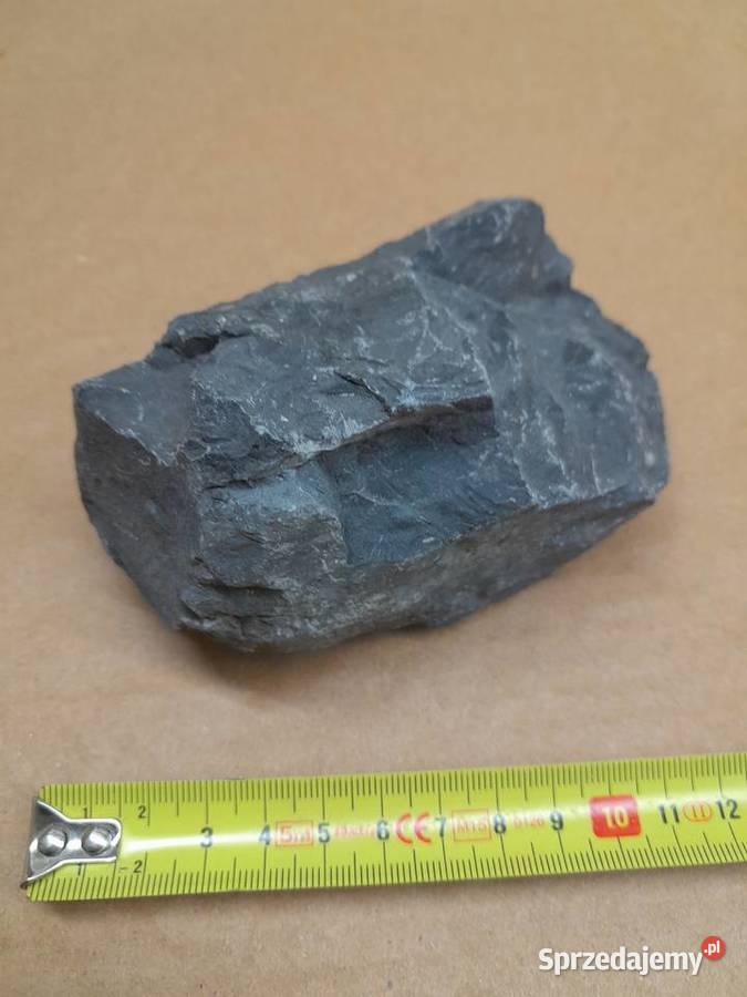 Skamieniałość rośliny Tomaszów Mazowiecki sprzedam