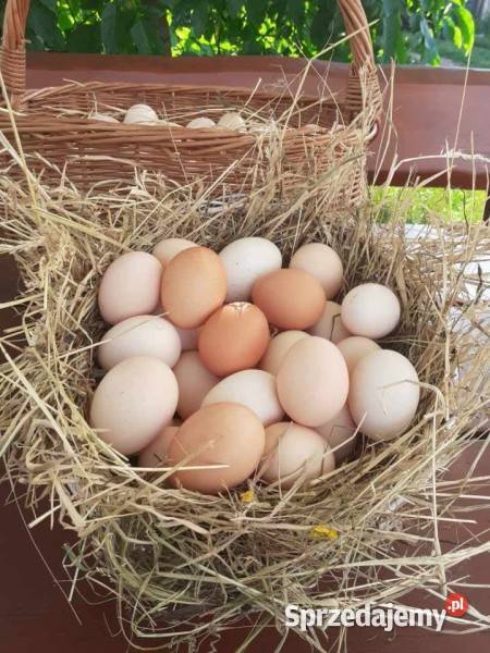 Swojskie jajka Koszalin sprzedam