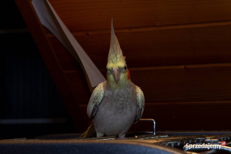 papugi nimfy 3 parki Zwierzęta Koszyce Wielkie