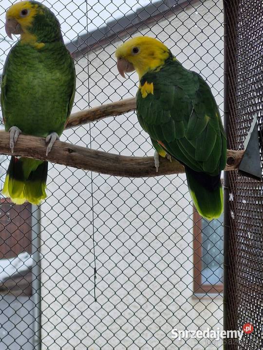 Sprzedam dwie Pary Amazonek Tarnów