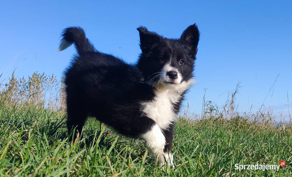 Wspaniała suczka BORDER COLLIE z pełną dok Iwonicz