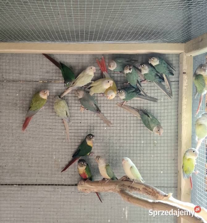 Rudosterki różne mutacje 2025 Konin