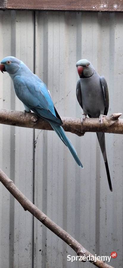 Likwidacja hodowli średniej papugi