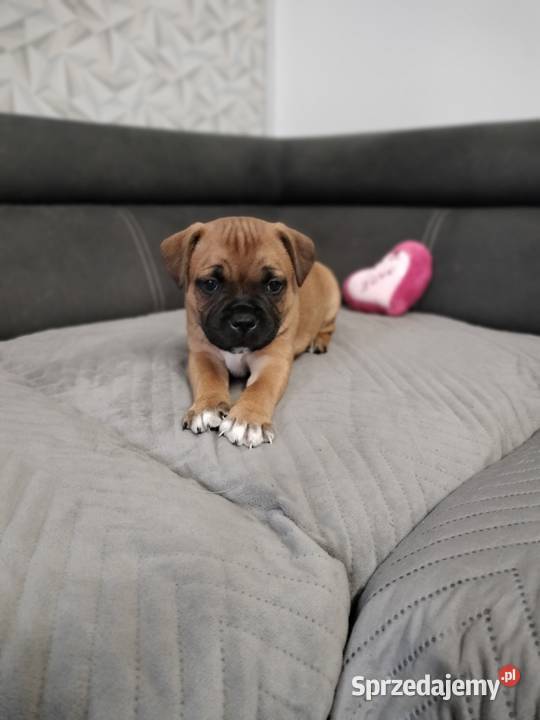 Staffordshire bull terrier staffik Staff ostatni
