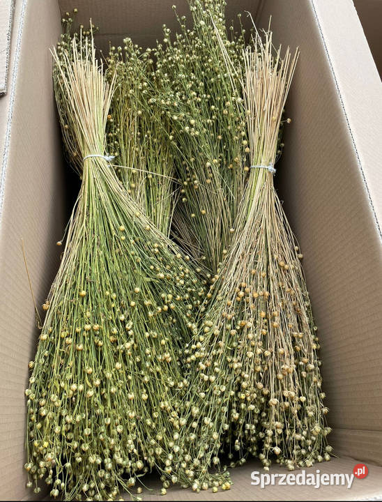 Naturalny kanar pęczki zbóż zasuszonych kłosy Kompozycje kwiatowe Lublin