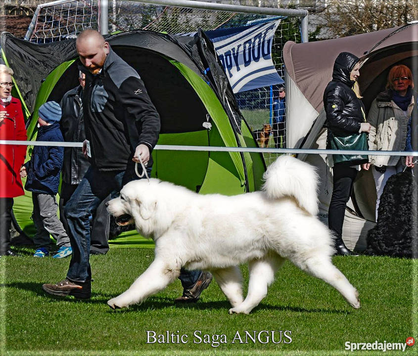 Owczarek podhalański szczenięta rodowód FCI