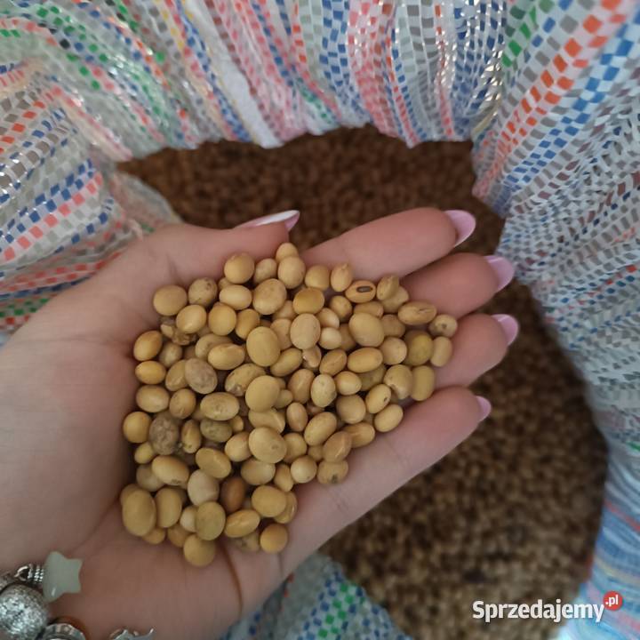 Nasiona soisiew Markowa