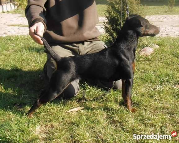 szczeniak pies niemiecki terier myśliwski Czarna Białostocka sprzedam