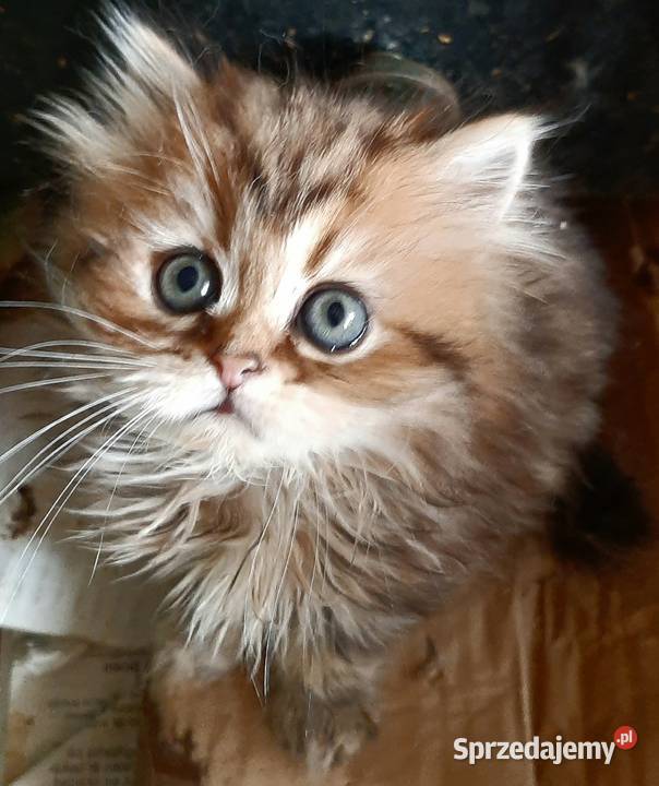 Kocięta perskie śląskie Katowice sprzedam