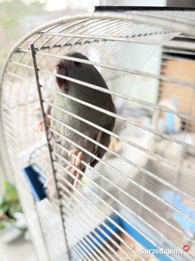 Papugi Modrolotki sprzedam