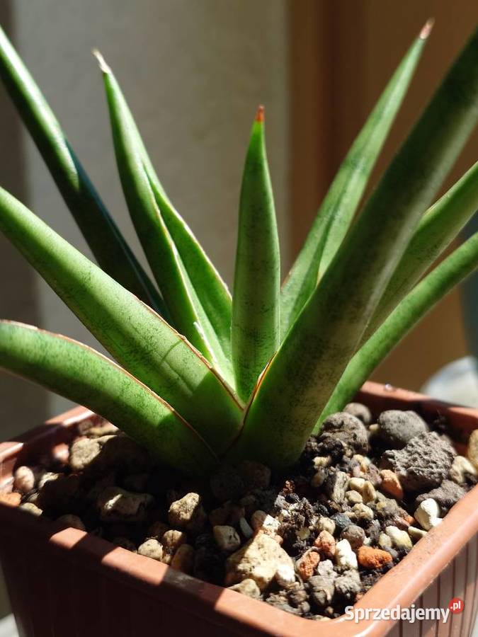 Sansevieria hybr White Medusa roślina z kolekcji Warszawa