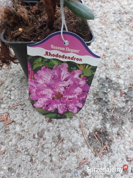 Rododendron Rododendrony 10 MIX PROMOCJA Kamień Pomorski