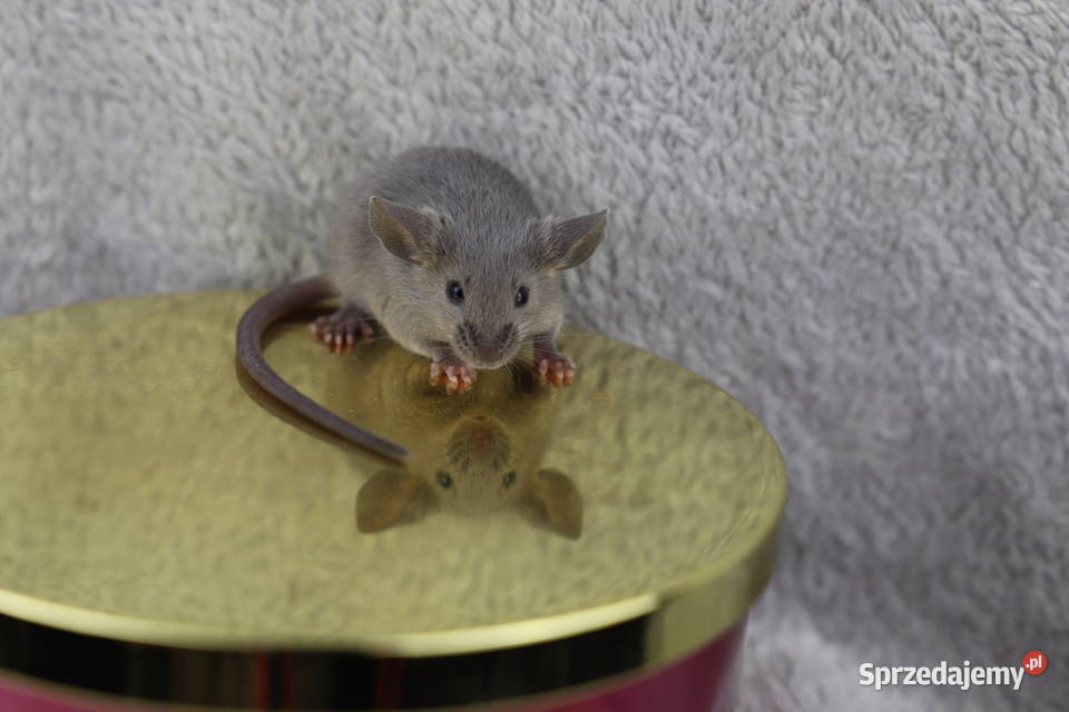 MYSZY RASOWE MYSZY RODOWODOWE MYSZY Gryzonie Częstochowa