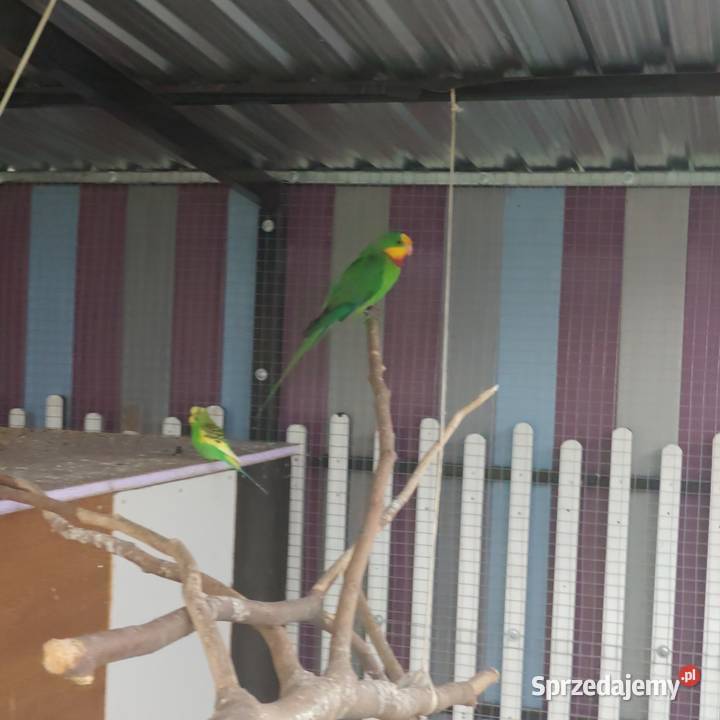 Papuga barabanda Osieczna