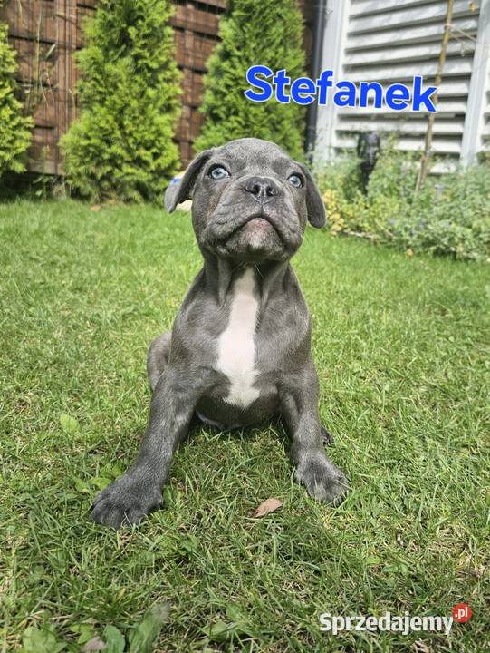 Buldozki francuskie blue blekitne Zbrudzewo