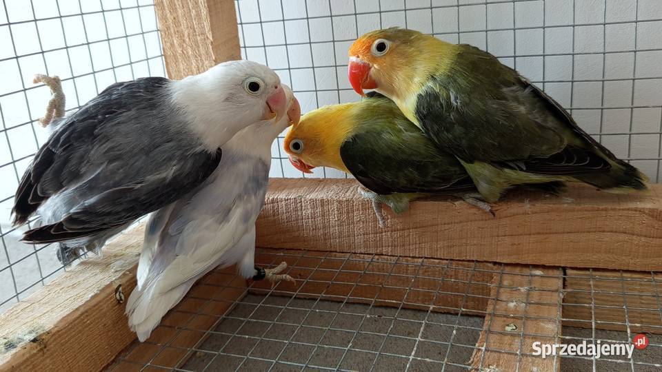 Nierozłączki podkarpackie Wadowice Dolne sprzedam