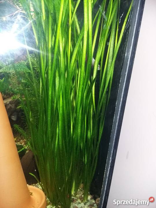 Trawa nurzaniec Pozostałe Mełno