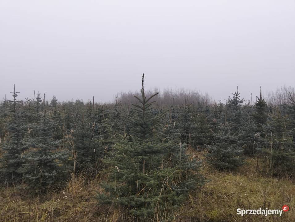Świerk Srebrny hurt Grójec sprzedam