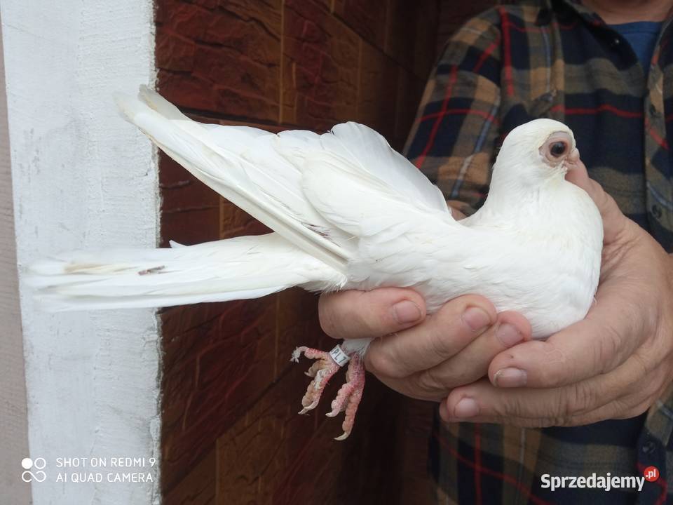 Gołębie zamojskie gładkie samiec samica Zamość