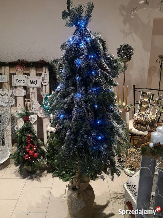 Choinka na pniu żywa jodła