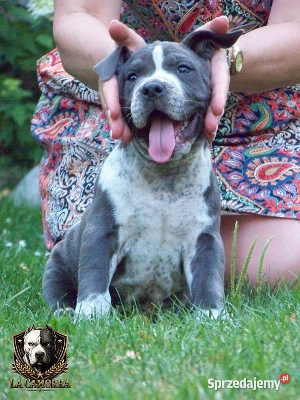 American Staffordshire Terrier Blue Amstaff Amstaff opolskie Paczków sprzedam