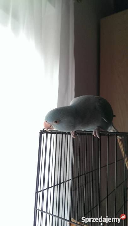 Papuga aleksandretta obrożna Gdańsk