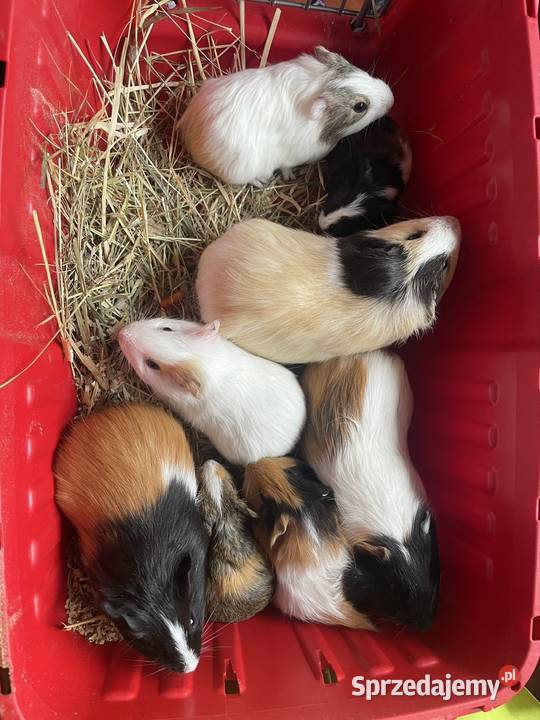 Świnki morskie Pleszew