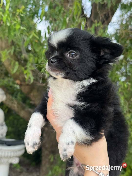 Chihuahua