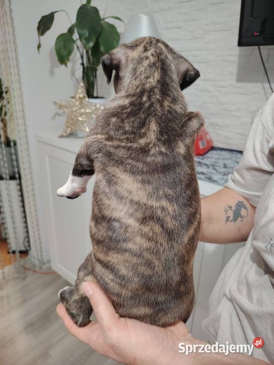 Piękne amstaff Dzierżoniów