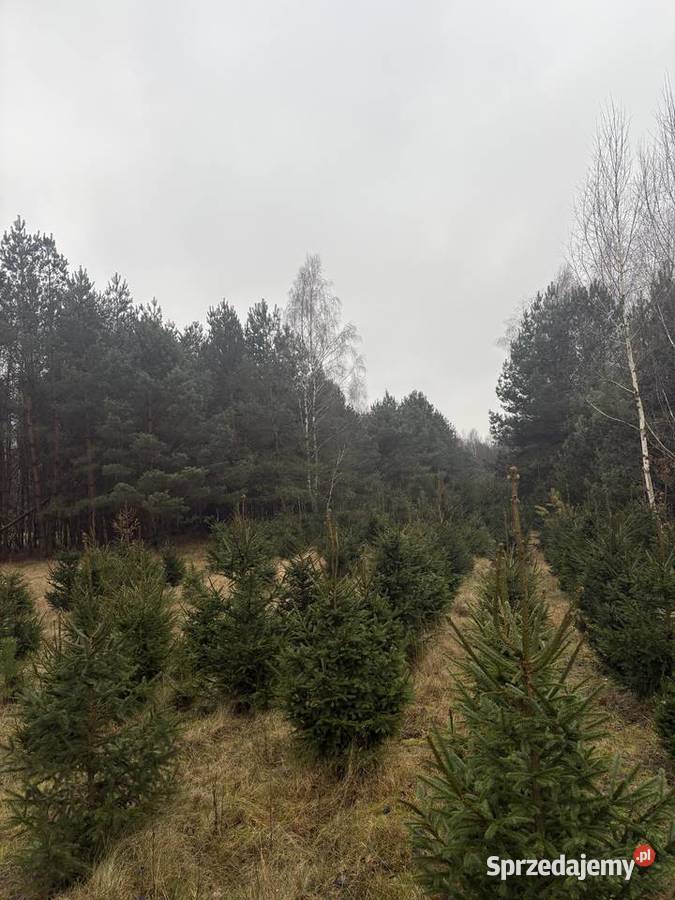 Sprzedam świerk pospolity Łochów